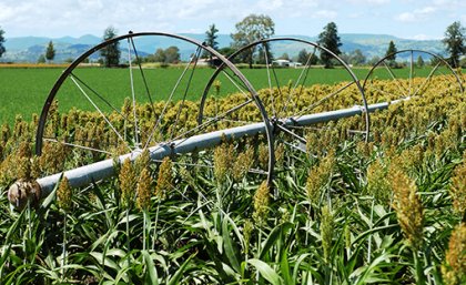 A sorghum crop. A sorghum crop.